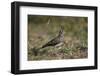 Dusky Lark (Pinarocorys Nigricans), Kruger National Park, South Africa, Africa-James Hager-Framed Photographic Print