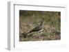 Dusky Lark (Pinarocorys Nigricans), Kruger National Park, South Africa, Africa-James Hager-Framed Photographic Print