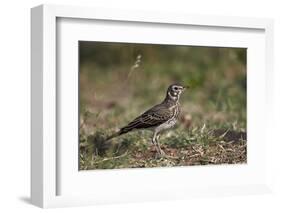 Dusky Lark (Pinarocorys Nigricans), Kruger National Park, South Africa, Africa-James Hager-Framed Photographic Print