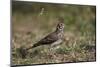 Dusky Lark (Pinarocorys Nigricans), Kruger National Park, South Africa, Africa-James Hager-Mounted Photographic Print