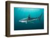 Dusky shark swimming through light rays, South Africa-Andy Murch-Framed Photographic Print