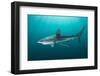 Dusky shark swimming through light rays, South Africa-Andy Murch-Framed Photographic Print