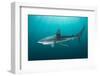 Dusky shark swimming through light rays, South Africa-Andy Murch-Framed Photographic Print