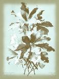 Dussurgey Hydrangea on Pink-Dussurgey-Mounted Art Print