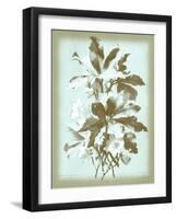 Dussurgey Ellebore on Blue-Dussurgey-Framed Art Print