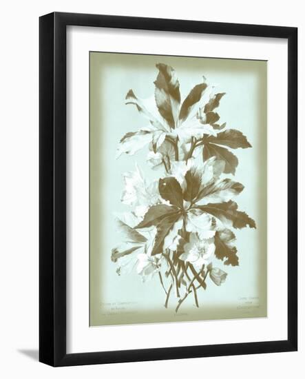 Dussurgey Ellebore on Blue-Dussurgey-Framed Art Print