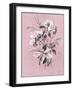 Dussurgey Hydrangea on Pink-Dussurgey-Framed Art Print