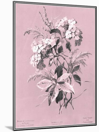 Dussurgey Hydrangea on Pink-Dussurgey-Mounted Art Print