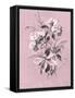 Dussurgey Hydrangea on Pink-Dussurgey-Framed Stretched Canvas