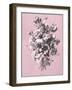 Dussurgey Roses on Pink-Dussurgey-Framed Art Print