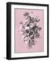 Dussurgey Roses on Pink-Dussurgey-Framed Art Print