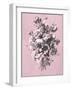 Dussurgey Roses on Pink-Dussurgey-Framed Art Print