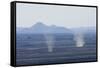 Dust Devils Twirl in the Desert Along the Mexico Border, Southern New Mexico-null-Framed Stretched Canvas