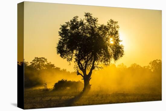Dust in Backlight at Sunset, South Luangwa National Park, Zambia, Africa-Michael Runkel-Stretched Canvas