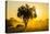 Dust in Backlight at Sunset, South Luangwa National Park, Zambia, Africa-Michael Runkel-Stretched Canvas