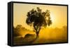 Dust in Backlight at Sunset, South Luangwa National Park, Zambia, Africa-Michael Runkel-Framed Stretched Canvas