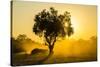 Dust in Backlight at Sunset, South Luangwa National Park, Zambia, Africa-Michael Runkel-Stretched Canvas