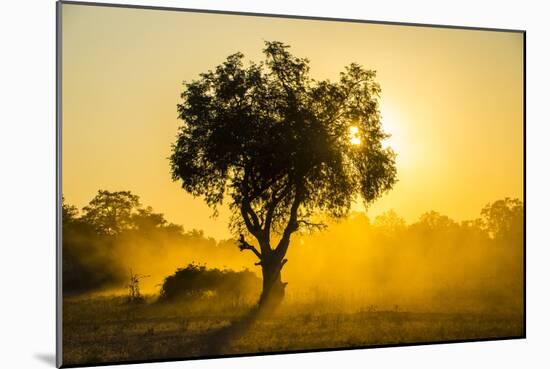 Dust in Backlight at Sunset, South Luangwa National Park, Zambia, Africa-Michael Runkel-Mounted Photographic Print