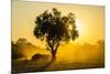 Dust in Backlight at Sunset, South Luangwa National Park, Zambia, Africa-Michael Runkel-Mounted Photographic Print