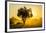 Dust in Backlight at Sunset, South Luangwa National Park, Zambia, Africa-Michael Runkel-Framed Photographic Print