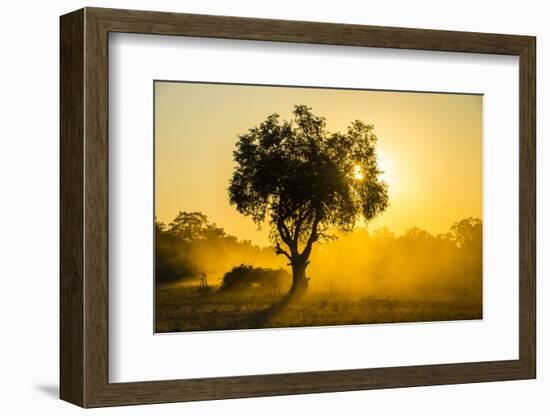 Dust in Backlight at Sunset, South Luangwa National Park, Zambia, Africa-Michael Runkel-Framed Photographic Print