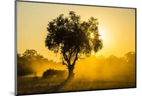 Dust in Backlight at Sunset, South Luangwa National Park, Zambia, Africa-Michael Runkel-Mounted Photographic Print