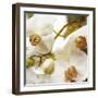 Dust Orchid-Viviane Fedieu Daniel-Framed Premium Photographic Print