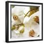 Dust Orchid-Viviane Fedieu Daniel-Framed Premium Photographic Print