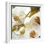 Dust Orchid-Viviane Fedieu Daniel-Framed Premium Photographic Print