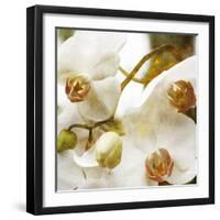 Dust Orchid-Viviane Fedieu Daniel-Framed Photographic Print