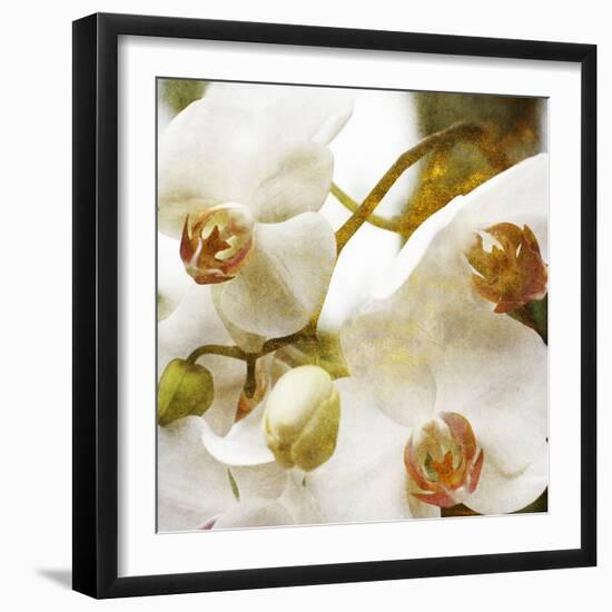 Dust Orchid-Viviane Fedieu Daniel-Framed Photographic Print