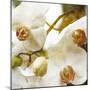 Dust Orchid-Viviane Fedieu Daniel-Mounted Photographic Print