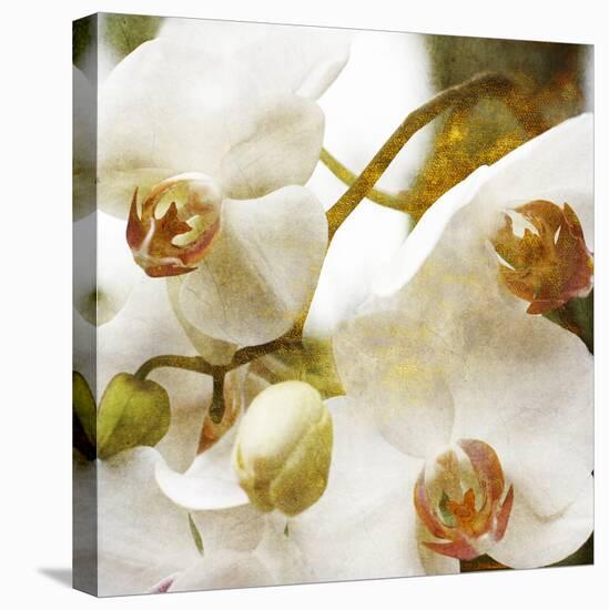 Dust Orchid-Viviane Fedieu Daniel-Stretched Canvas