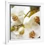 Dust Orchid-Viviane Fedieu Daniel-Framed Photographic Print