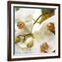 Dust Orchid-Viviane Fedieu Daniel-Framed Photographic Print