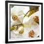 Dust Orchid-Viviane Fedieu Daniel-Framed Photographic Print