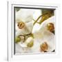 Dust Orchid-Viviane Fedieu Daniel-Framed Photographic Print