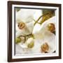 Dust Orchid-Viviane Fedieu Daniel-Framed Photographic Print