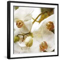 Dust Orchid-Viviane Fedieu Daniel-Framed Photographic Print