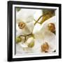 Dust Orchid-Viviane Fedieu Daniel-Framed Photographic Print