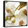 Dust Orchid-Viviane Fedieu Daniel-Framed Stretched Canvas