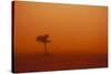 Dust Storm in the Australian Outback-Paul Souders-Stretched Canvas