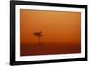 Dust Storm in the Australian Outback-Paul Souders-Framed Photographic Print