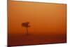 Dust Storm in the Australian Outback-Paul Souders-Mounted Photographic Print