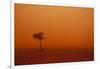 Dust Storm in the Australian Outback-Paul Souders-Framed Photographic Print