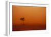 Dust Storm in the Australian Outback-Paul Souders-Framed Photographic Print