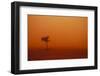 Dust Storm in the Australian Outback-Paul Souders-Framed Photographic Print