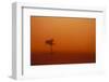 Dust Storm in the Australian Outback-Paul Souders-Framed Photographic Print