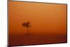 Dust Storm in the Australian Outback-Paul Souders-Mounted Photographic Print