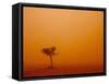 Dust Storm Turns Sky Orange with Blown Sand and Windswept Tree, Ivanhoe, New South Wales, Australia-Paul Souders-Framed Stretched Canvas